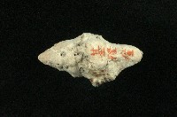 藏品(多稜旋螺)的圖片